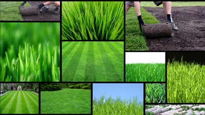 5 Rules for New Sod