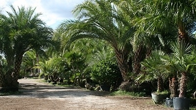 5 Things to consider when picking out palm trees