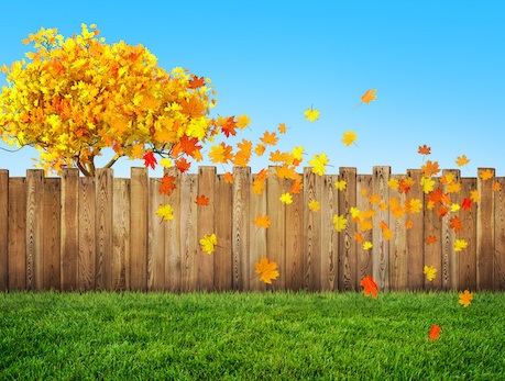 Autumn landscaping in Florida