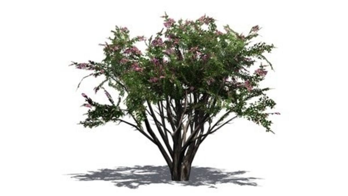 Choosing the Best Curb Appeal Trees