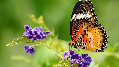 Five plants that bring butterflies to your garden. 