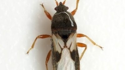 How do I prevent a chinch bug invasion from my neighbor's yard?