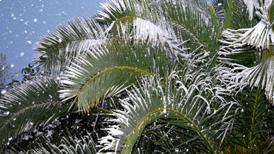 How to Protect Your Landscape During Cooler Temperatures