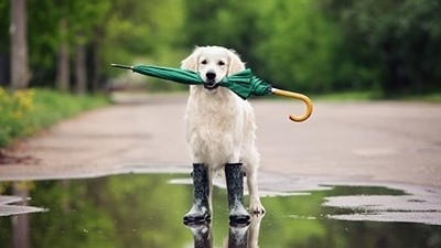 Keeping Your Landscaping Looking Beautiful...Even With Florida Summer Downpours