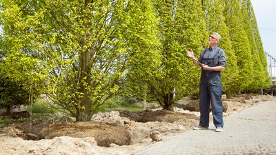 Planting Mature Trees