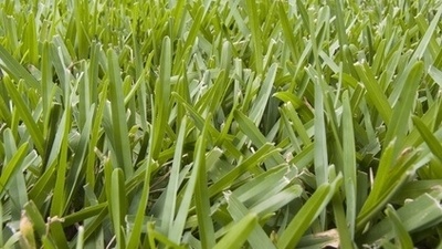 Types of Florida Grasses
