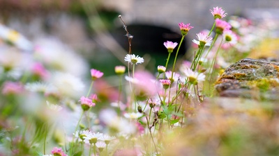 What Is Spring Weather Like in The Villages?