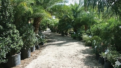 Palms, Trees & Shrubs