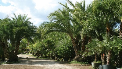 Palms, Trees & Shrubs